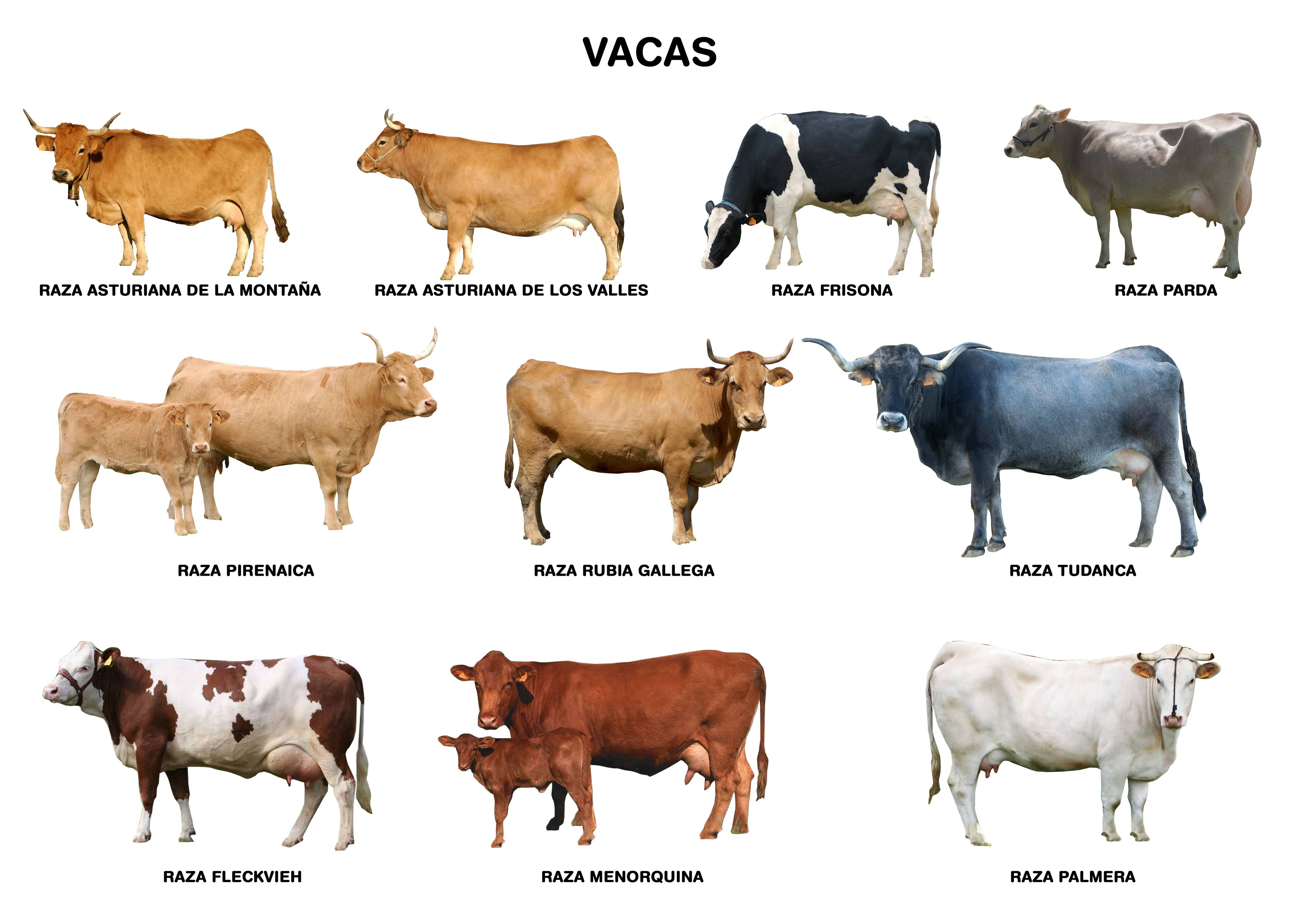 sinsonte Obediente Comprimir Estas son las razas de vacas lecheras más importantes en España - Es Queso